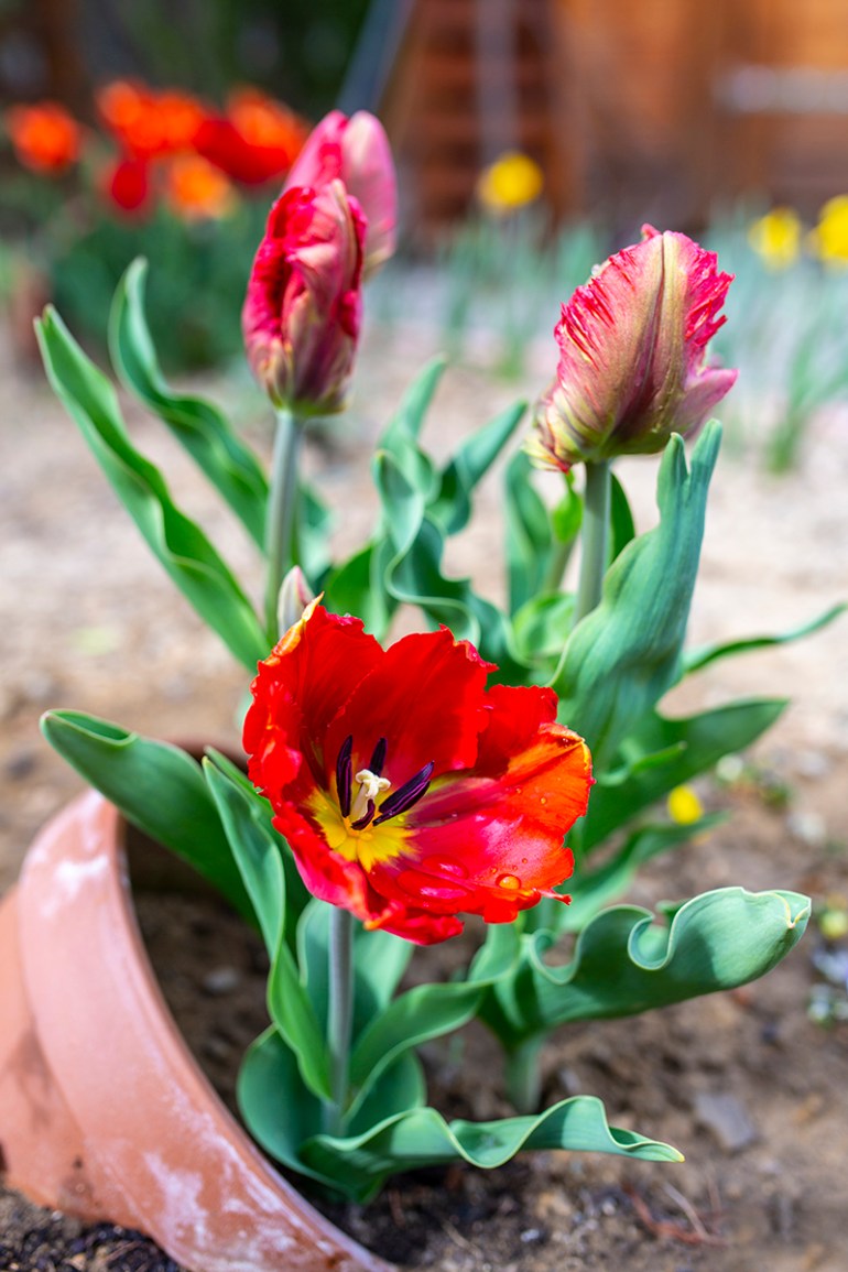 parrottulips